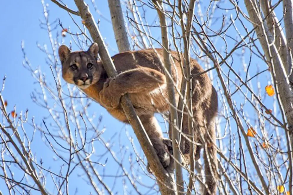 Cinco historias de rescate y esperanza para la fauna silvestre